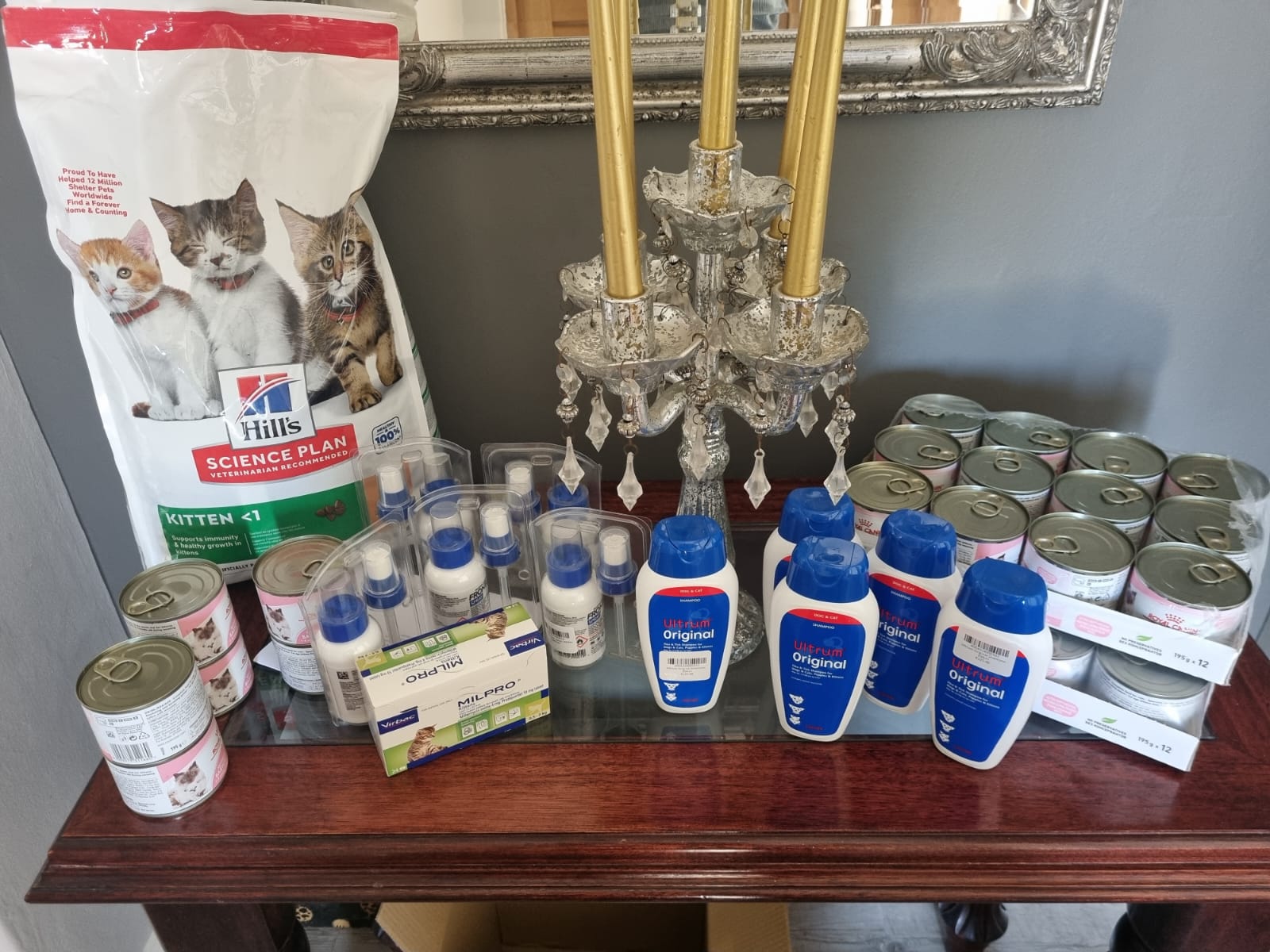 Cat Care Port Elizabeth 
